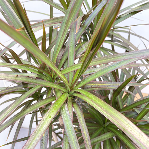 ドラセナ コンシンネ マジェンタ 1【現品】観葉植物 室内 大型 その他