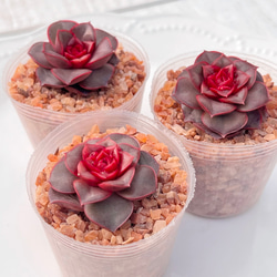 新発売 セダム オーロラベリー 【レッドベリー錦】 札付き 多肉植物