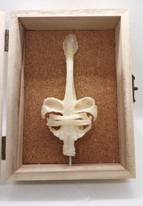 サカタザメ頭骨　プラスティネーション標本 22,720円