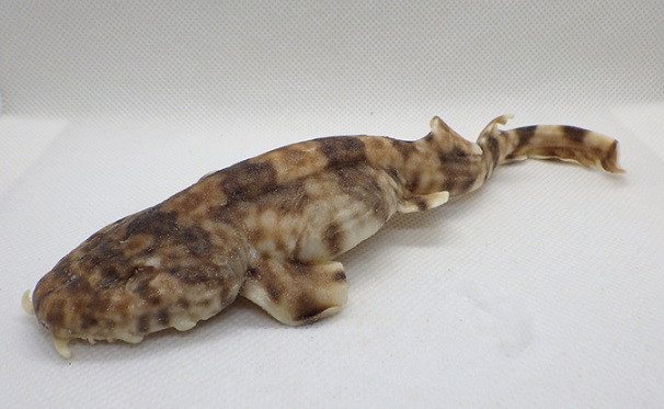 オオセ　プラスティネーション標本