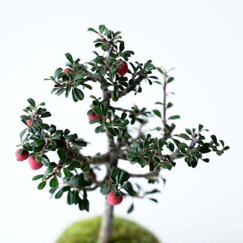 白四手（シロシデ）盆栽 SS006 白四手（シロシデ）盆栽 SS006