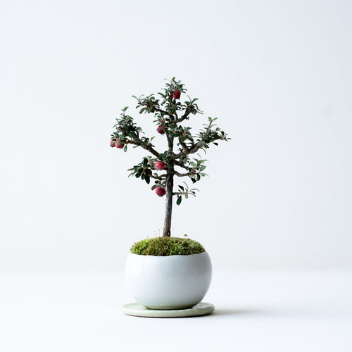 白四手（シロシデ）盆栽 SS006 白四手（シロシデ）盆栽 SS006