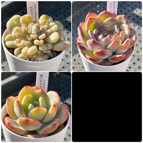 お得！大人気 多肉植物 エケベリア 大株 3苗セット 多肉植物