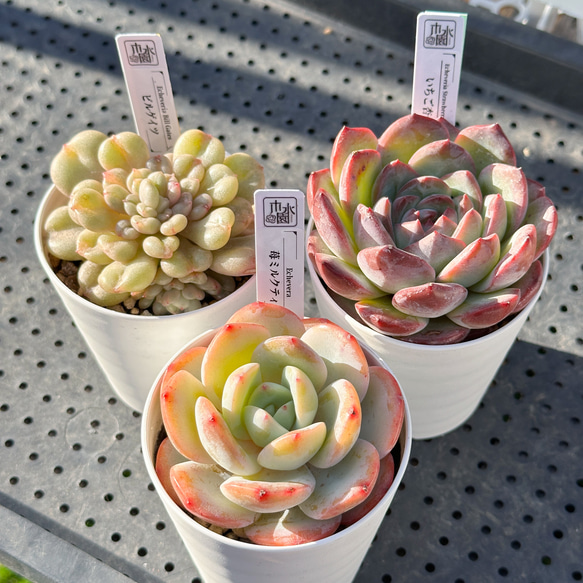 お得！大人気 多肉植物 エケベリア 大株 3苗セット 多肉植物
