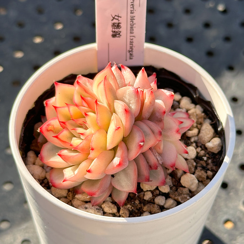 お得！大人気 多肉植物 エケベリア錦 8苗セット 多肉植物 kimizuenta29