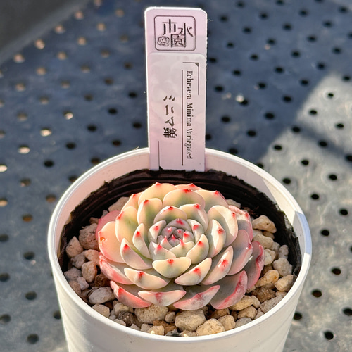 お得！大人気 多肉植物 エケベリア錦 8苗セット 多肉植物 kimizuenta29