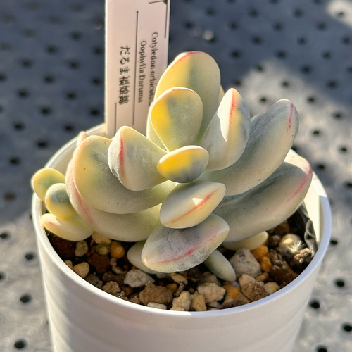 お得！大人気 多肉植物 エケベリア錦 8苗セット 多肉植物 kimizuenta29