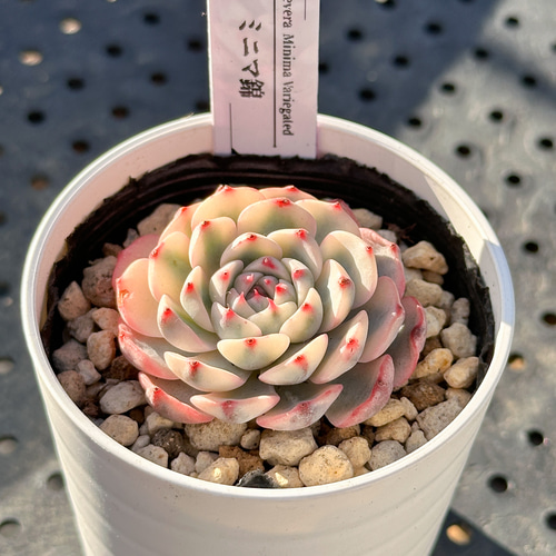 多肉植物❗️赤字覚悟　韓国苗　斑入り　錦8種セット❗️ 多肉植物❗️赤字覚悟 韓国苗 斑入り 錦8種セット❗️ 【公式通販】