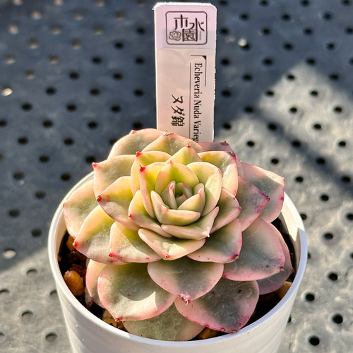 お得！大人気 多肉植物 エケベリア錦 8苗セット 多肉植物 kimizuenta29