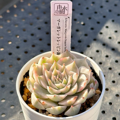 多肉植物　センセーション錦　リヤド錦 多肉植物 センセーション錦 リヤド錦 多肉植物 センセーション錦