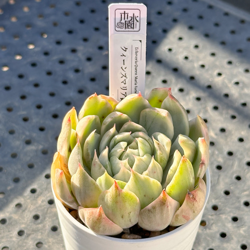 お得！大人気 多肉植物 エケベリア錦 8苗セット 多肉植物 kimizuenta29