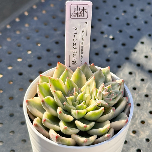 お得！大人気 多肉植物 エケベリア錦 8苗セット 多肉植物 kimizuenta29