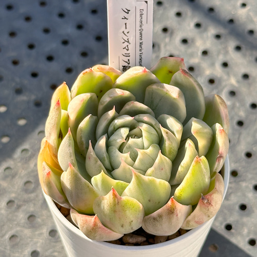 お得！大人気 多肉植物 エケベリア錦 8苗セット 多肉植物 kimizuenta29