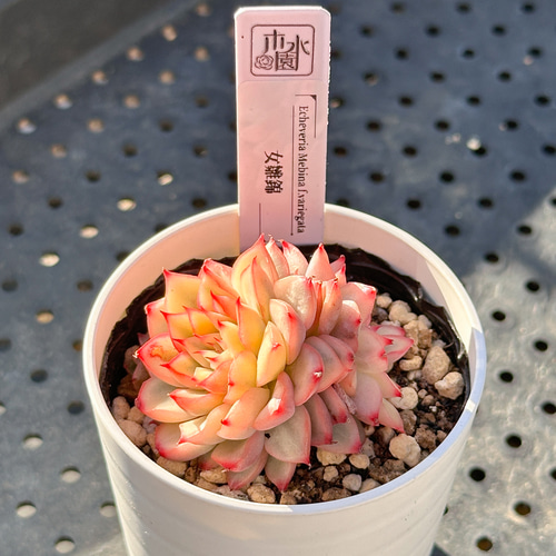 お得！大人気 多肉植物 エケベリア錦 8苗セット 多肉植物 kimizuenta29