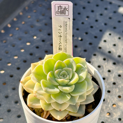 お得！大人気 多肉植物 エケベリア錦 8苗セット 多肉植物 kimizuenta29