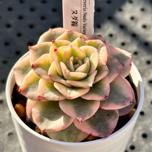 お得！大人気 多肉植物 エケベリア錦 8苗セット 多肉植物 kimizuenta29