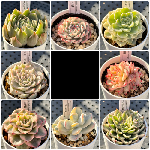 専用　多肉植物　❁︎オルペット錦　抜き苗 専用 多肉植物 ❁︎オルペット錦 抜き苗