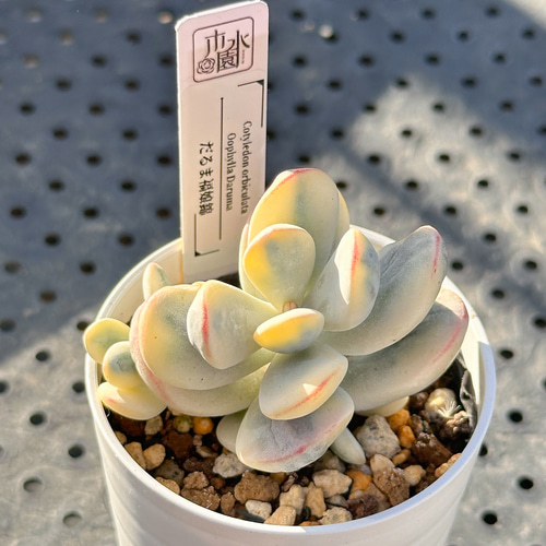 お得！大人気 多肉植物 エケベリア錦 8苗セット 多肉植物 kimizuenta29