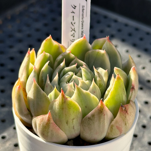 お得！大人気 多肉植物 エケベリア錦 8苗セット 多肉植物 kimizuenta29