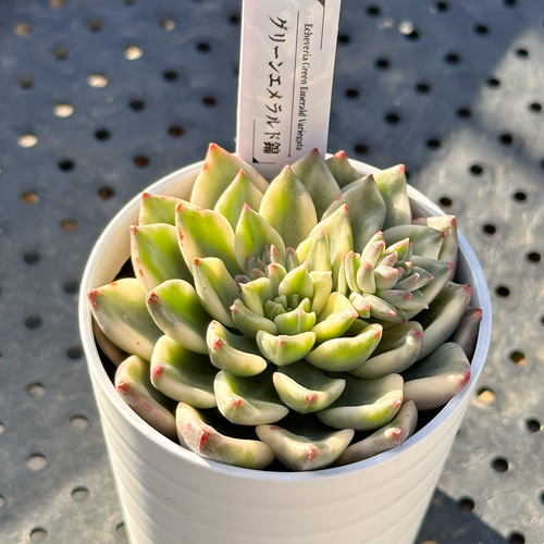 お得！大人気 多肉植物 エケベリア錦 8苗セット 多肉植物 kimizuenta29