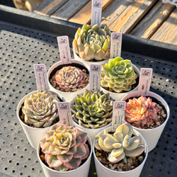 お得！大人気 多肉植物 エケベリア錦 8苗セット 多肉植物 kimizuenta29
