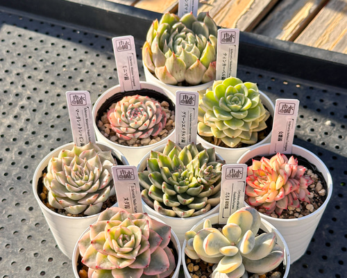 お得！大人気 多肉植物 エケベリア錦 8苗セット 多肉植物 kimizuenta29