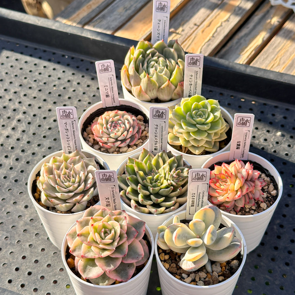 ⚠️専用　多肉植物　高級種　エンパス錦　抜き苗 a8e127d9d4b2b0d6c7649d3f3854d6