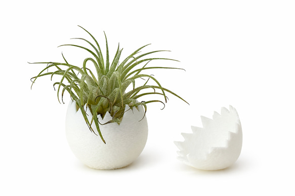 割れた卵のオブジェ｜静かなインテリア｜エアープランツ対応 卵型