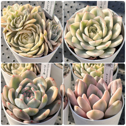 大人気 多肉植物 エケベリア キュートバブル群生 超美苗 レア種 多肉