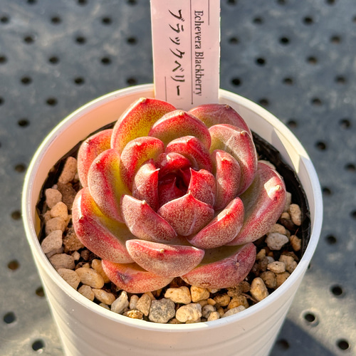 超お得！大人気 多肉植物 エケベリア 12苗セット 多肉植物