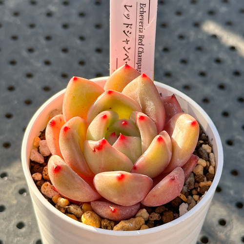 超お得！大人気 多肉植物 エケベリア 12苗セット 多肉植物