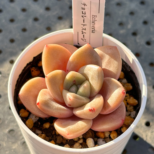 超お得！大人気 多肉植物 エケベリア 12苗セット 多肉植物