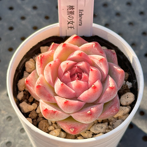 超お得！大人気 多肉植物 エケベリア 12苗セット 多肉植物