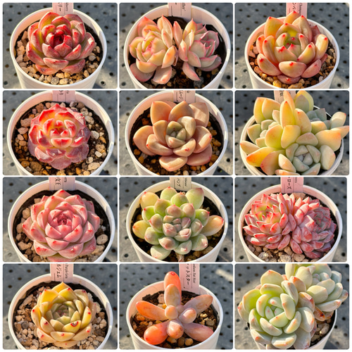 多肉植物 エケベリア セット*3 エケベリア おまかせ 10個 セット 【多肉屋GPK】／ インテリア