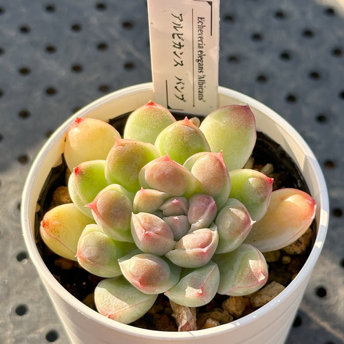 多肉植物 エケベリア 157 クララの生長記録 2022.05.15更新｜🍀GreenSnap（グリーンスナップ）