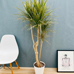 現品］33番 フィカス ベンガレンシス 曲がり 8号 観葉植物 室内 大型