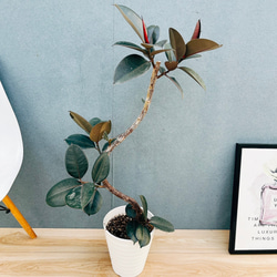 ［現品］【希少】14番　ドラセナコンシンネ　マジナータゴールド　8号　室内　大型 現品］【希少】かっこいい！ 4番 ドラセナ コンシンネ マジナータ