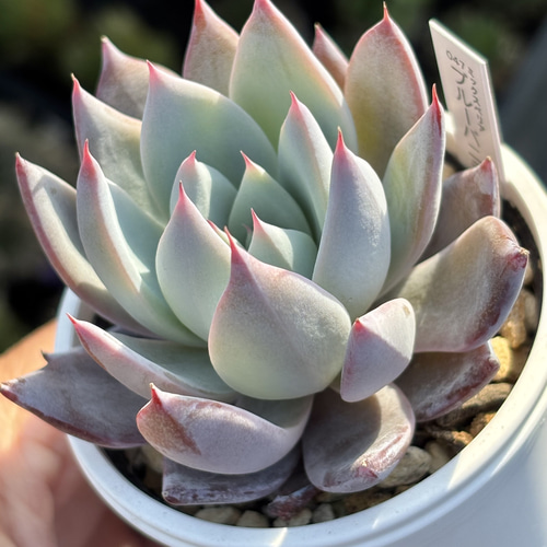 Top【選抜株】多肉植物　22564ブルーラバー　12個　鉢無し/脱土 レア品種！【現品】 ☆ブルーバニラ 多肉植物 自家繁殖 国産 多肉植物