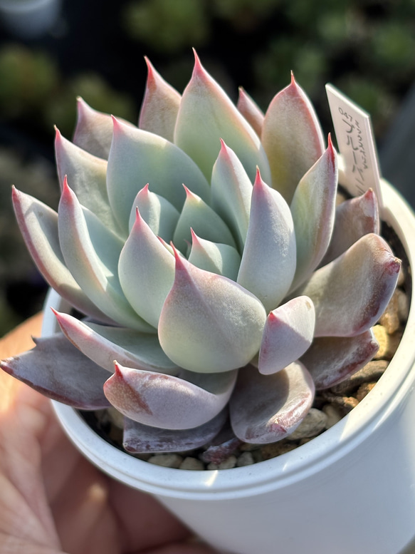 レア品種！【現品】 ☆ブルーバニラ 多肉植物 自家繁殖 国産 多肉植物