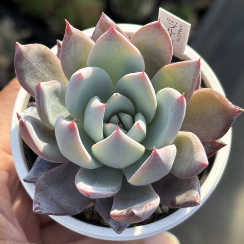 レア品種！【現品】 ☆ブルーバニラ 多肉植物 自家繁殖 国産 多肉植物