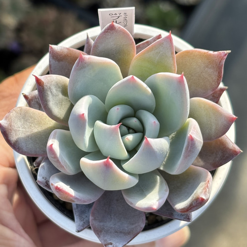 レア品種！【現品】 ☆ブルーバニラ 多肉植物 自家繁殖 国産 多肉植物