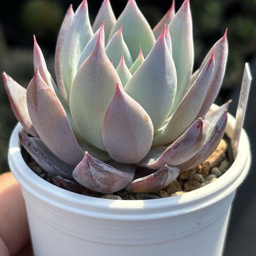 Top【選抜株】多肉植物　22564ブルーラバー　12個　鉢無し/脱土 レア品種！【現品】 ☆ブルーバニラ 多肉植物 自家繁殖 国産 多肉植物
