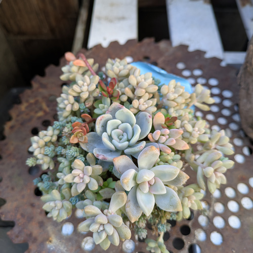 多肉植物 オルペットの寄せ植え 多肉植物 ミクロ 通販 20279406