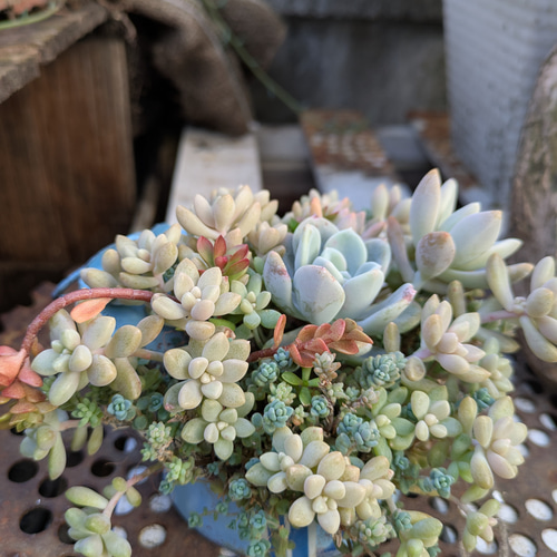 多肉植物 オルペットの寄せ植え 多肉植物 ミクロ 通販 20279406