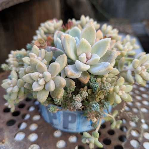 多肉植物 オルペットの寄せ植え 多肉植物 ミクロ 通販 20279406