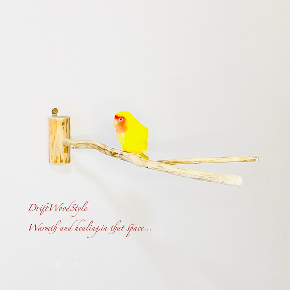 Y字の流木枝を使った小鳥の止まり木 インコの壁掛けパーチ ピン止め+ビス止め両タイプ N14 1枚目の画像