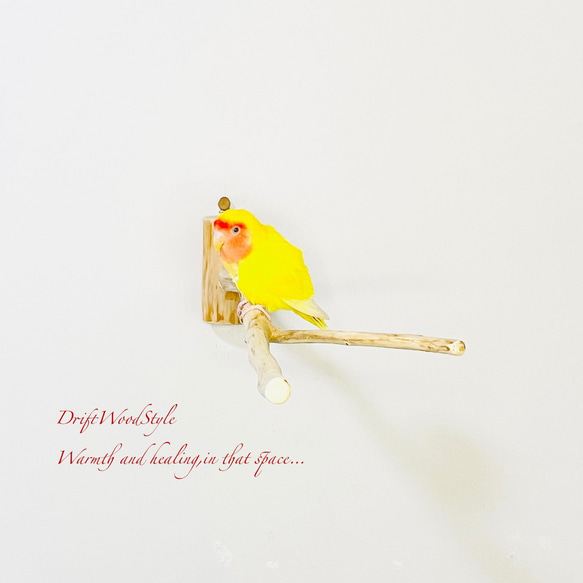 Y字の流木枝を使った小鳥の止まり木 インコの壁掛けパーチ ピン止め+ビス止め両タイプ N14 4枚目の画像