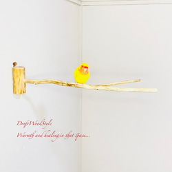 Y字の流木枝を使った小鳥の止まり木 インコの壁掛けパーチ ピン止め+ビス止め両タイプ N14 2枚目の画像