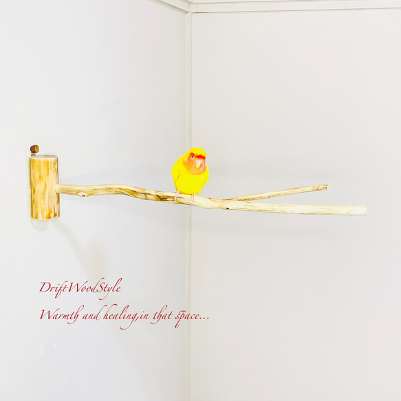 Y字の流木枝を使った小鳥の止まり木 インコの壁掛けパーチ ピン止め+ビス止め両タイプ N14 2枚目の画像