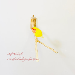 Y字の流木枝を使った小鳥の止まり木 インコの壁掛けパーチ ピン止め+ビス止め両タイプ N14 3枚目の画像